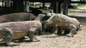 Fullday Komodo Tour by Speed Boat: Explore the Highlights of Komodo National Park